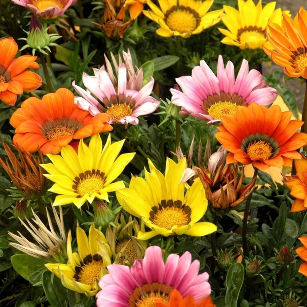 Gazania flower seeds