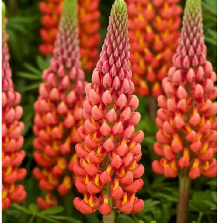 Orange Lupine flower seeds