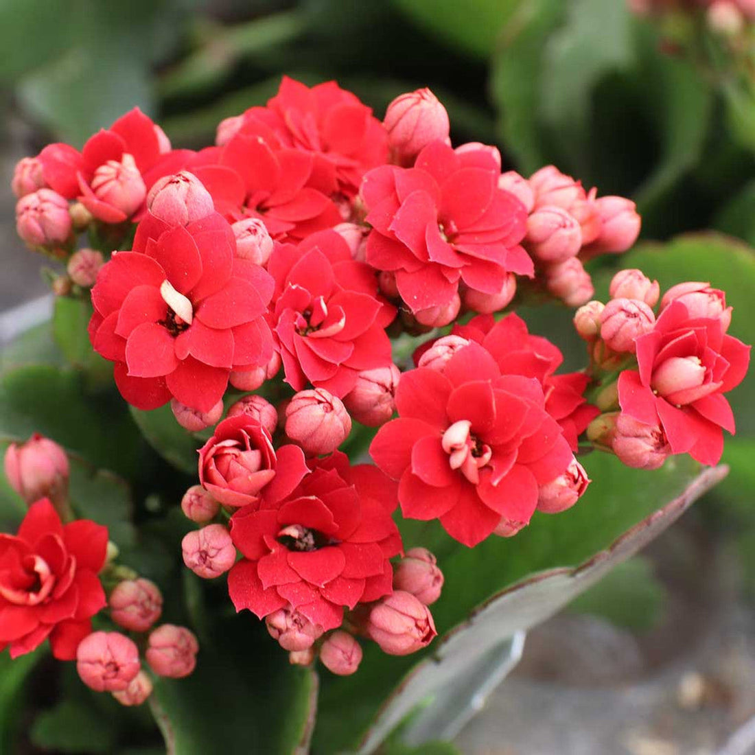 Red Kalanchoe flower seeds