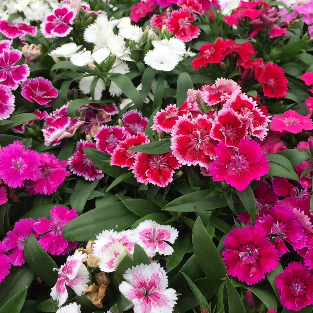 Dianthus flower seeds