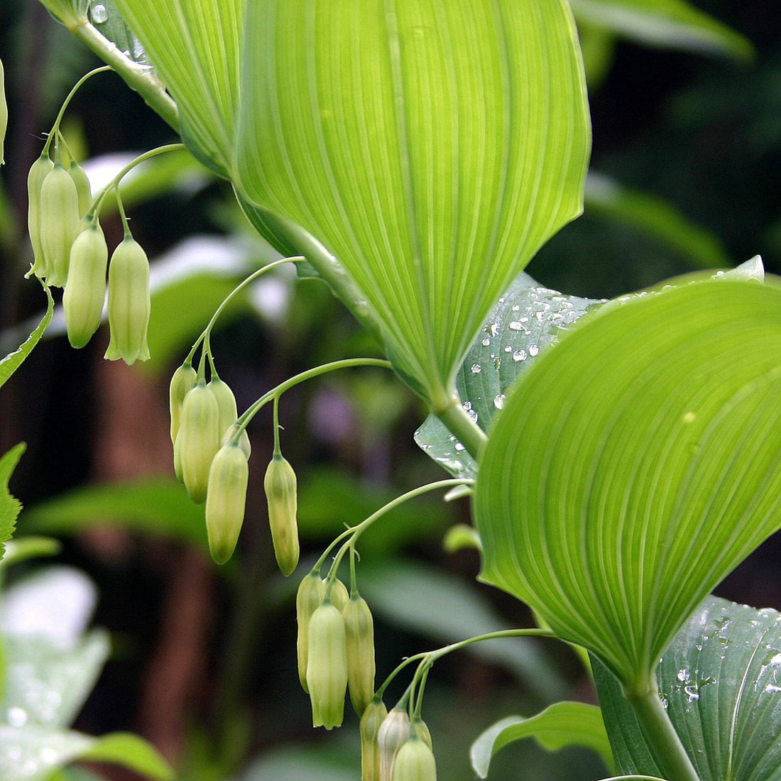 Polygonatum flower seeds