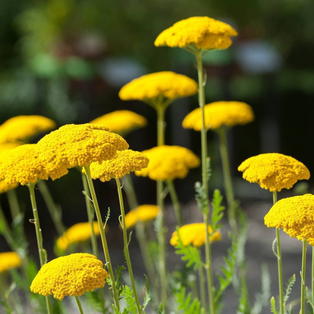 Colorado Perennial flower seeds