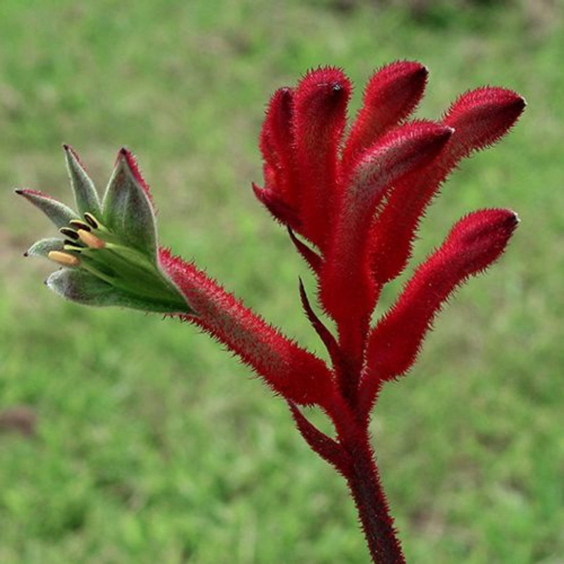 Anigozanthos flower seeds