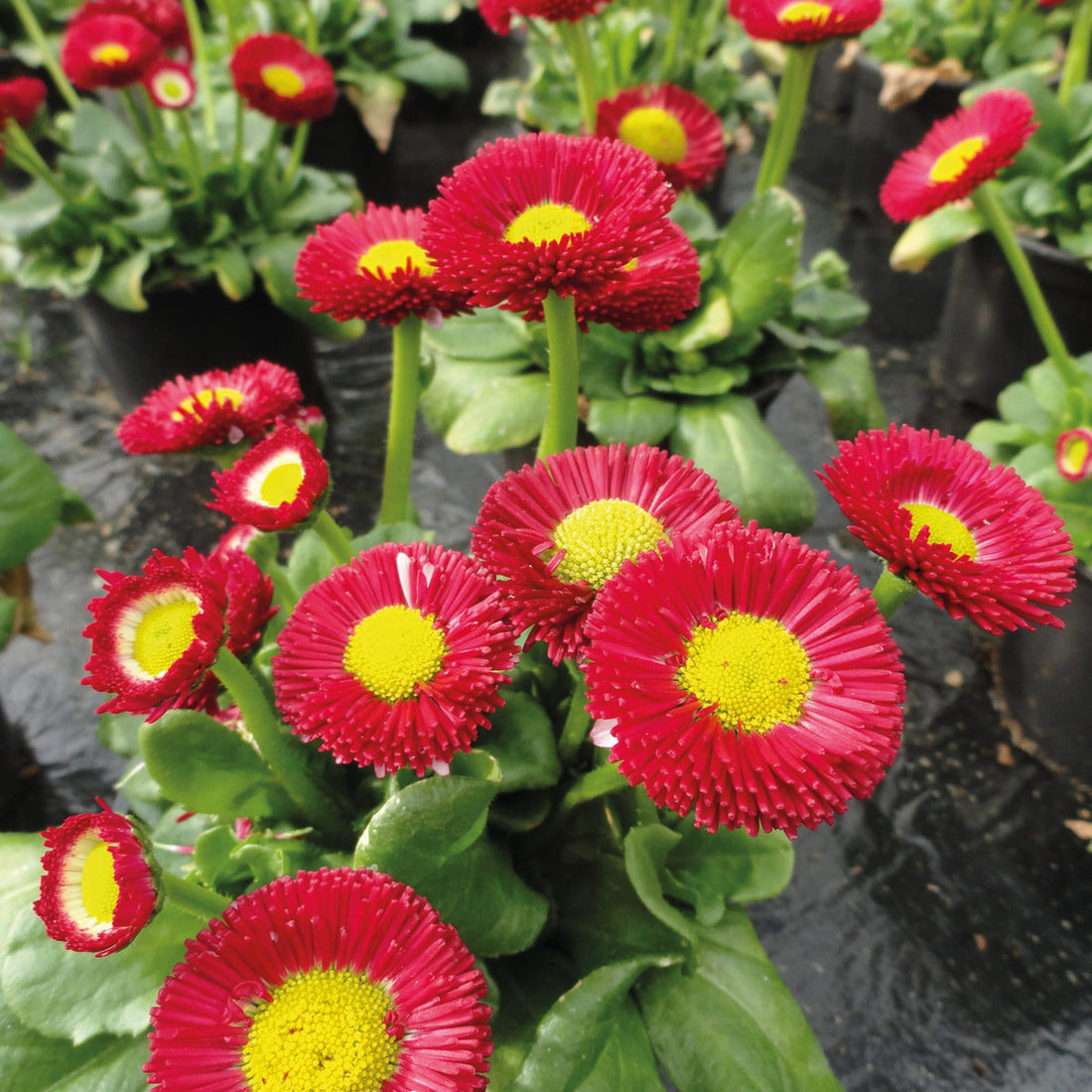 Red And flower seeds