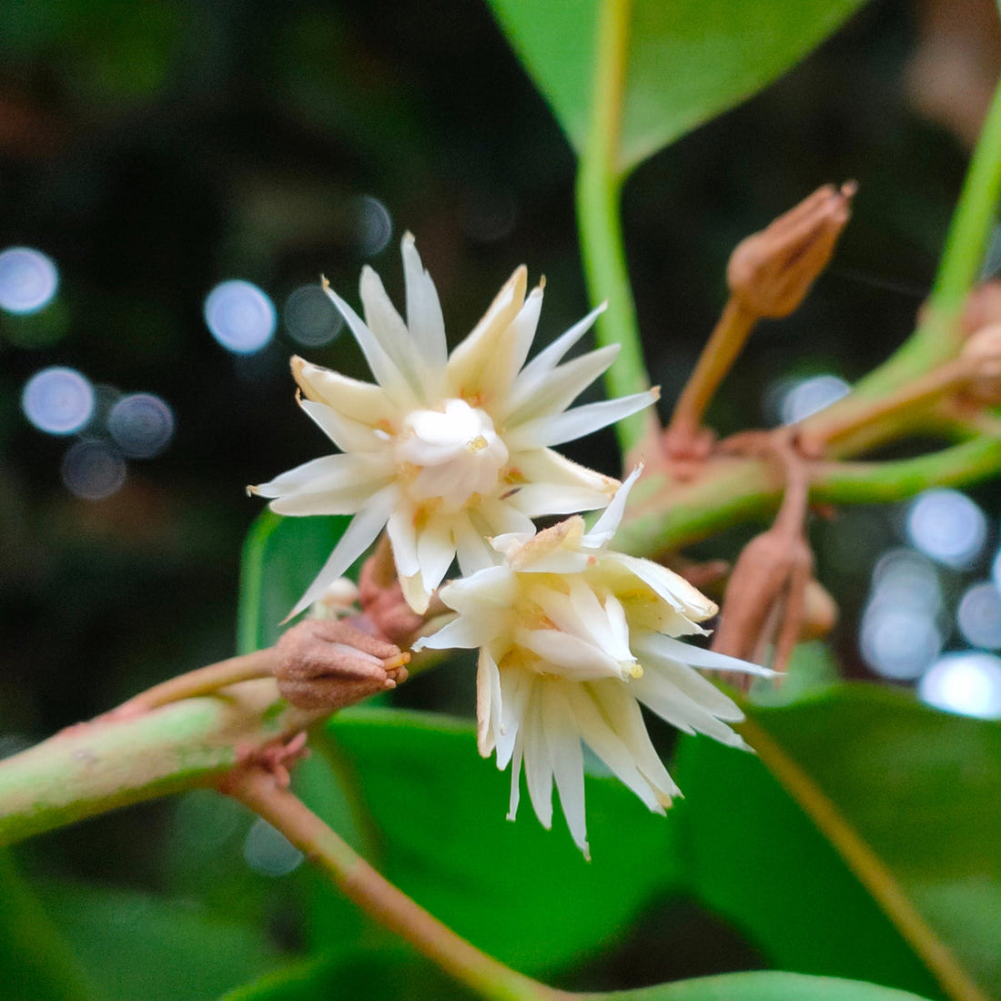 Mimusops flower seeds
