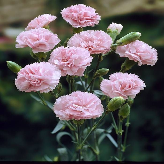 Baby Pink flower seeds
