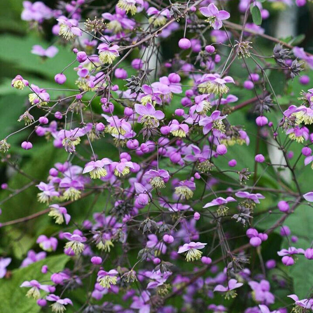 Thalictrum flower seeds