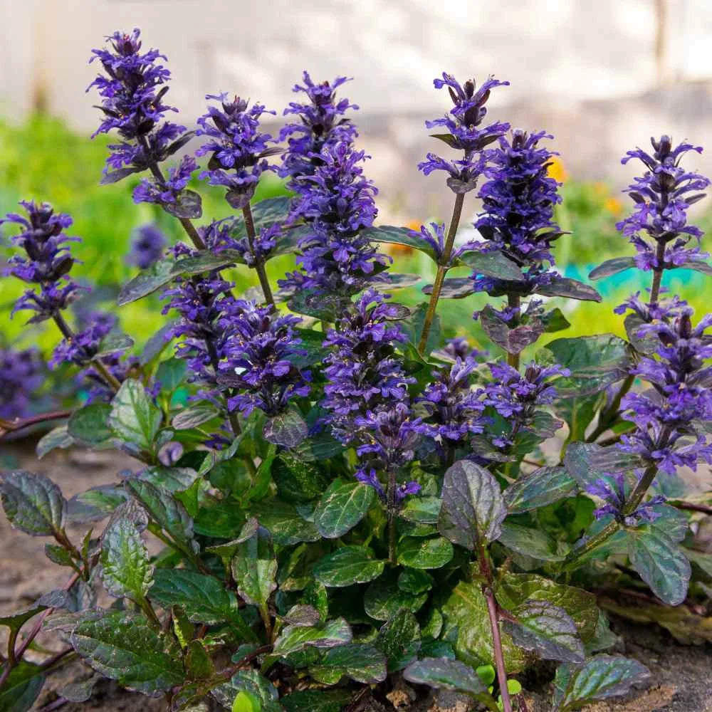 Ajuga flower seeds