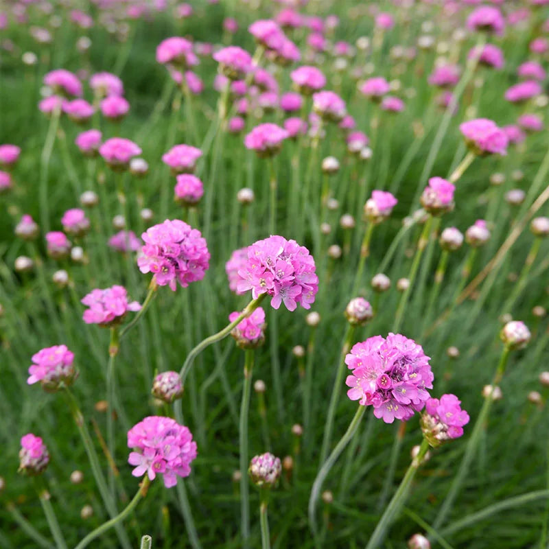 Maritima flower seeds