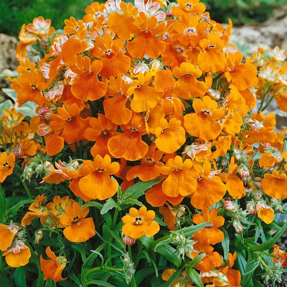 Nemesia flower seeds