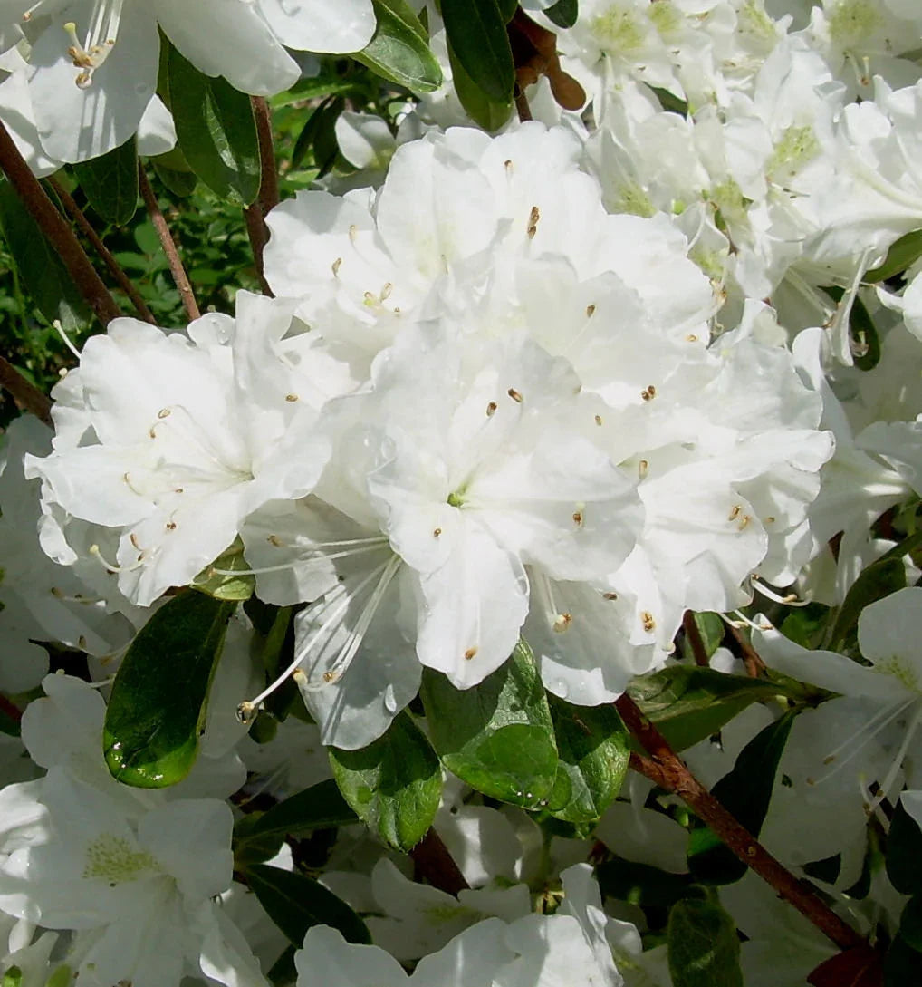 Rhododendron flower seeds