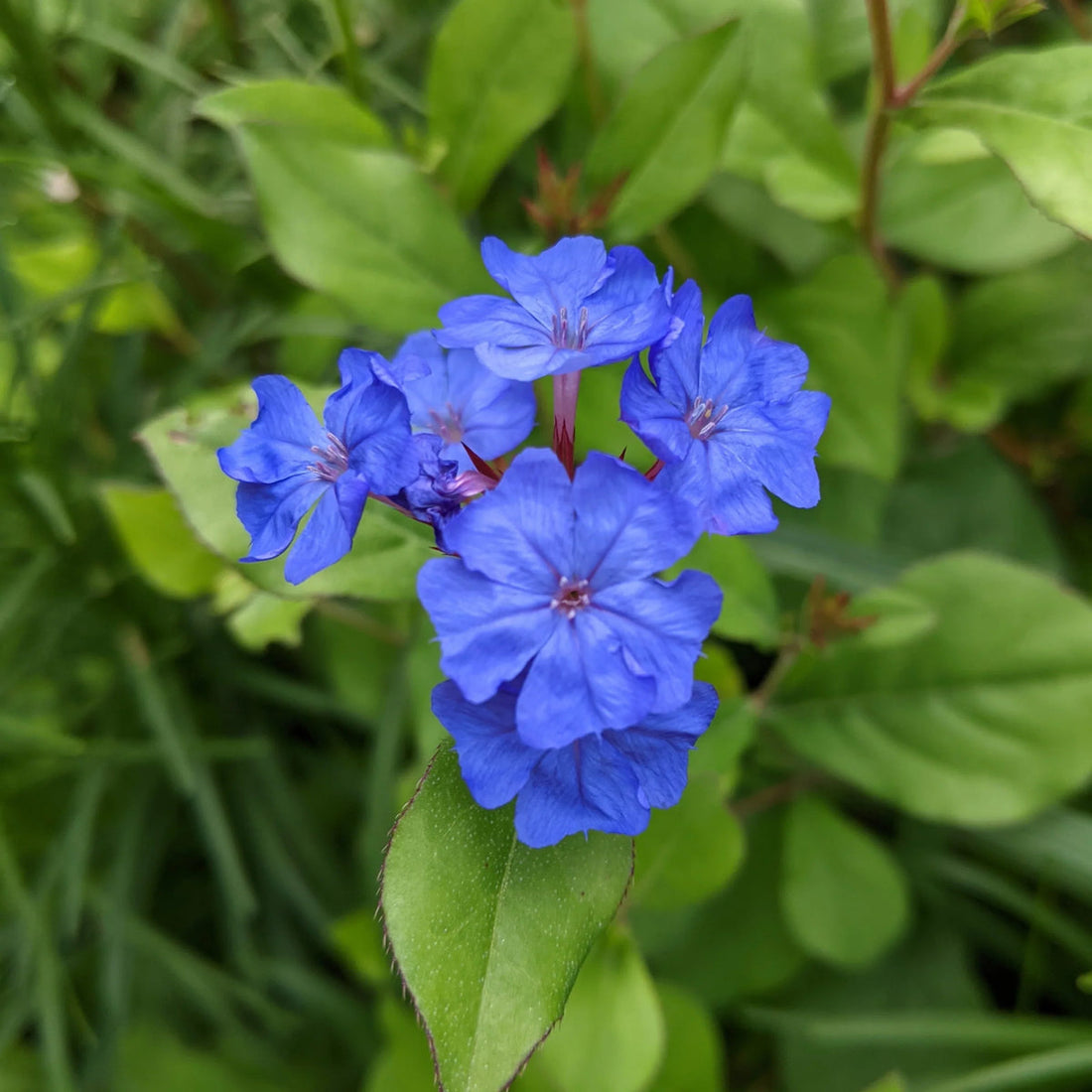 Ceratostigma Plumbaginoides flower seeds