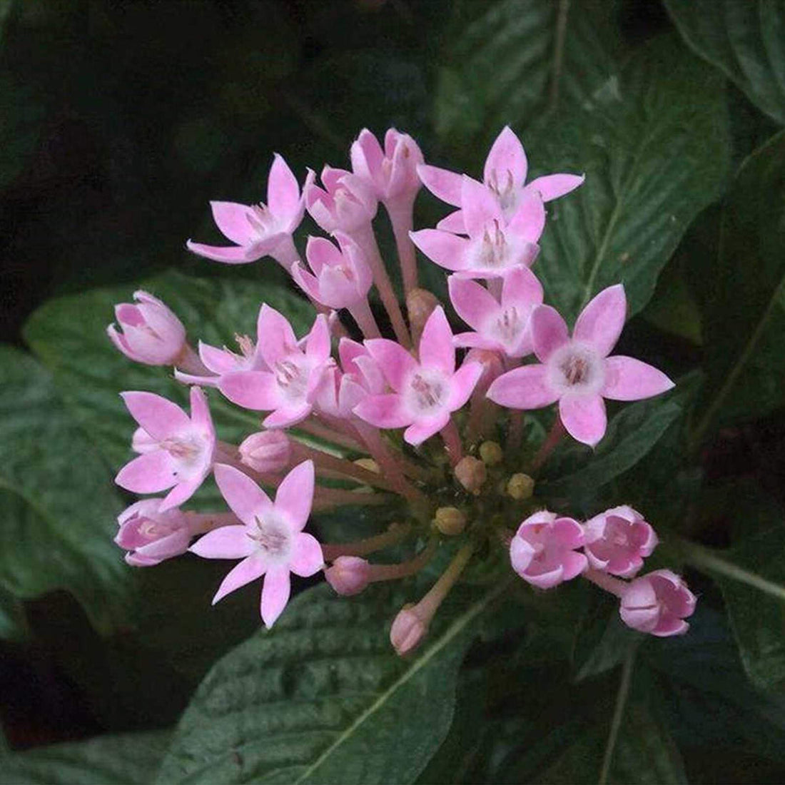 Pink Serpentina flower seeds