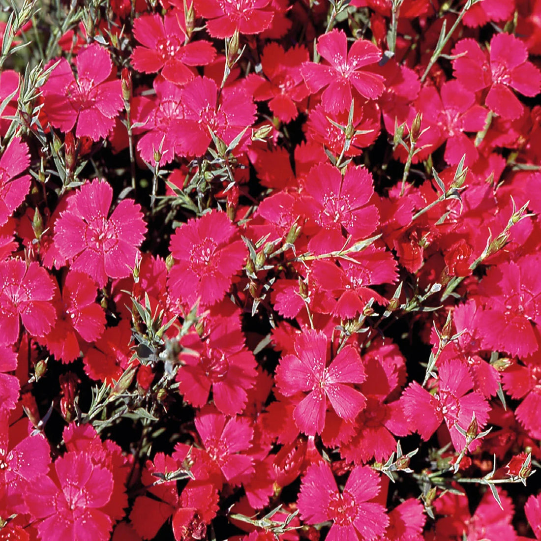 Pink Dianthus flower seeds