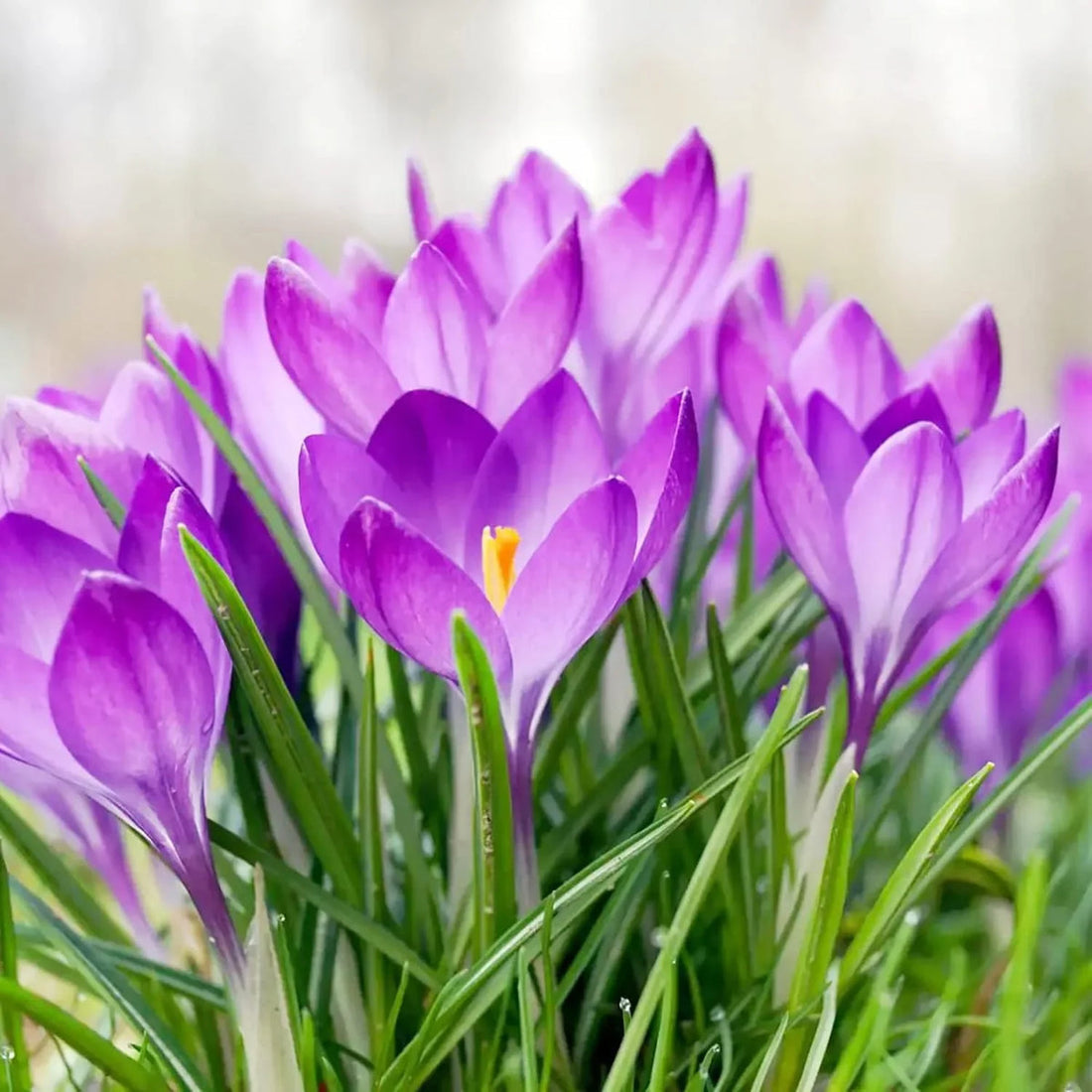 Purple Colchicum flower seeds