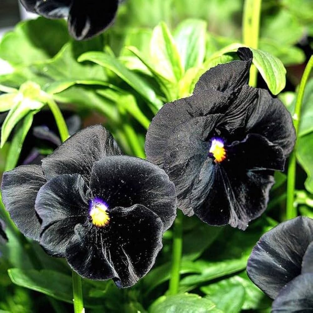 Black Viola flower seeds