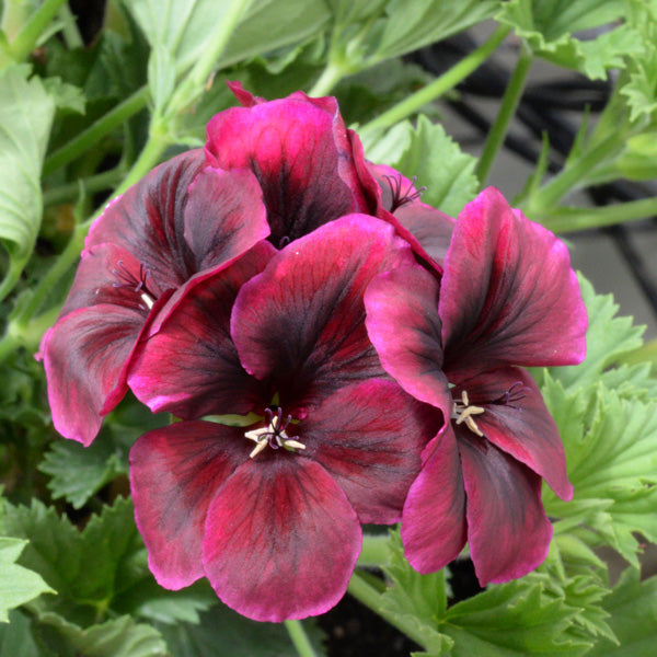 Chocolate Geranium flower seeds