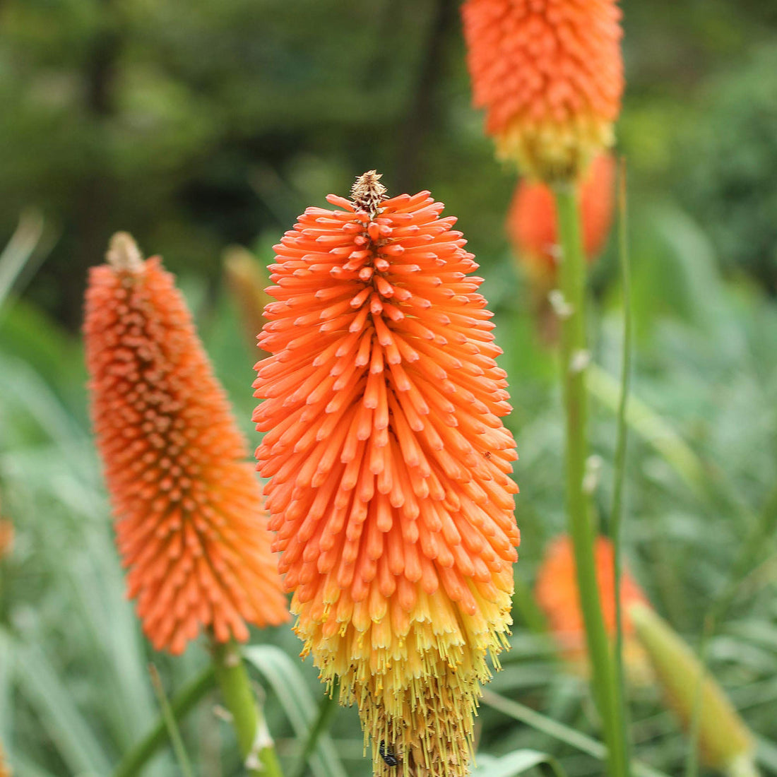 Kniphofia Uvaria flower seeds