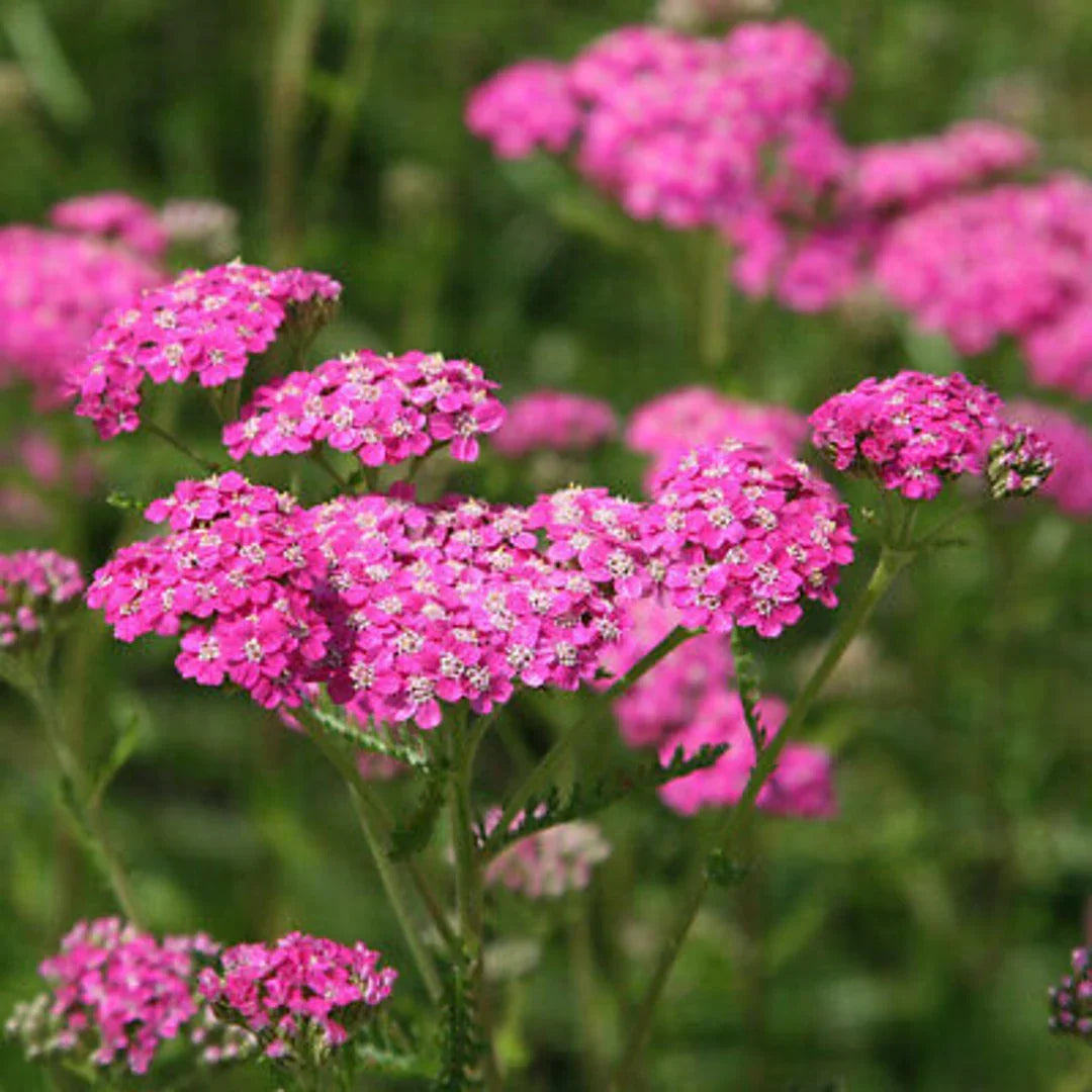 Pink Yarrow flower seeds