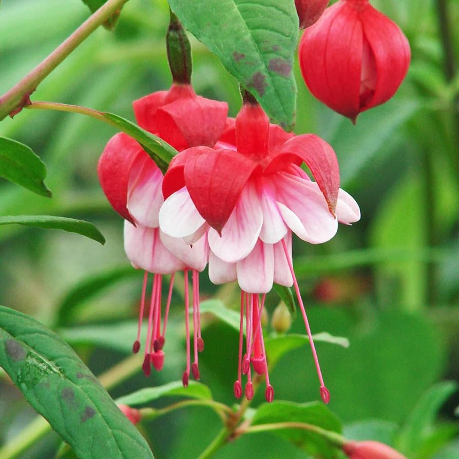 Fuchsia flower seeds
