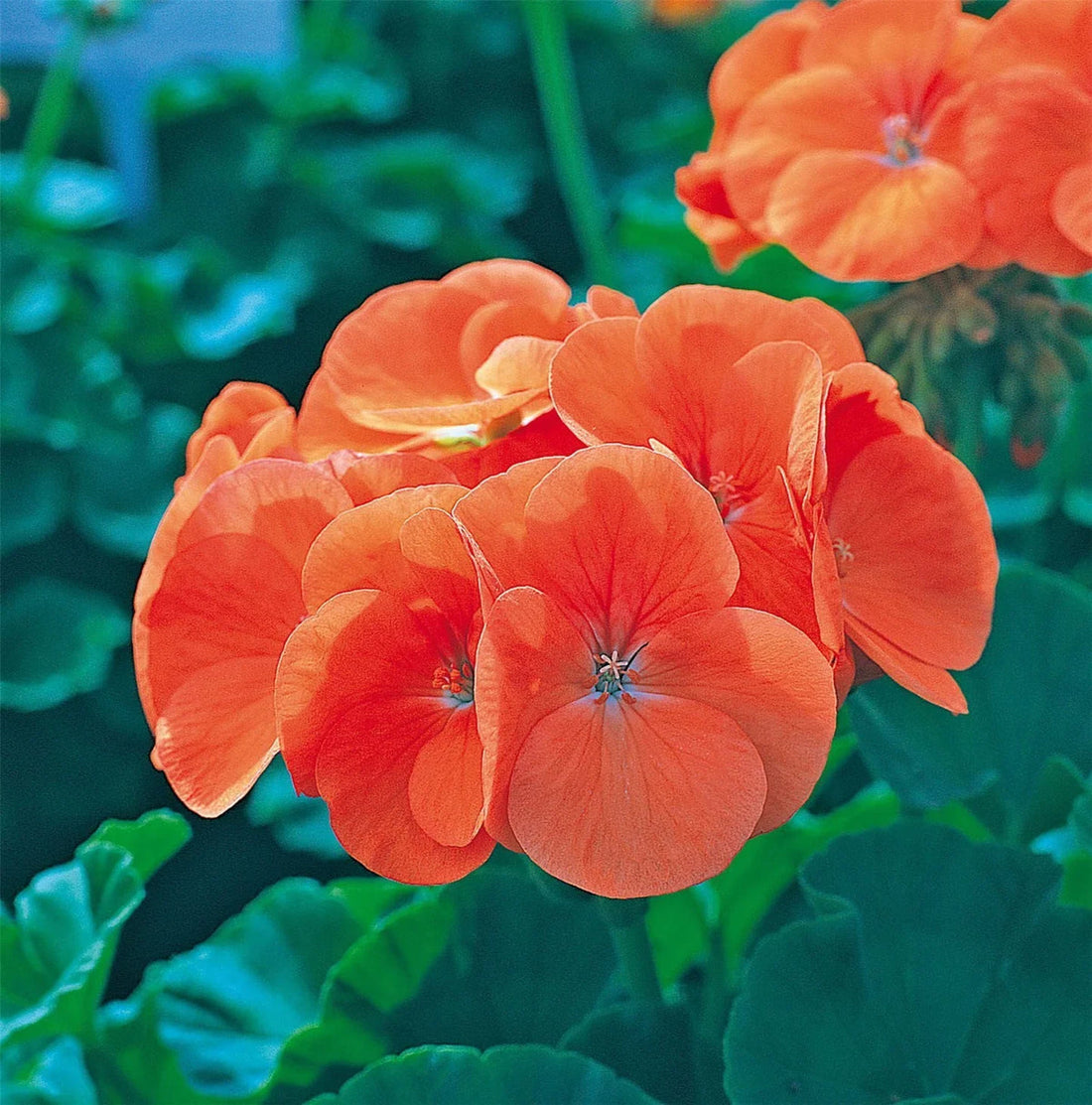 Orange Geranium flower seeds