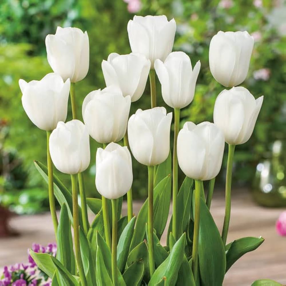 Tulip Petals flower seeds