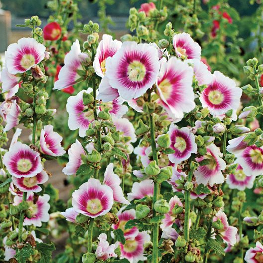 White And flower seeds