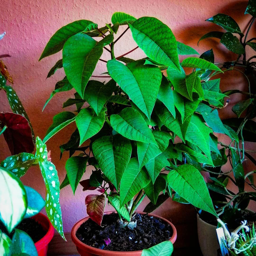 Green Poinsettia flower seeds
