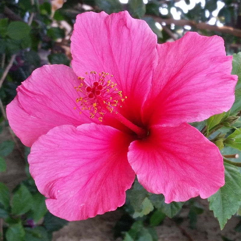 Hibiscus Rosa-Sinensis flower seeds