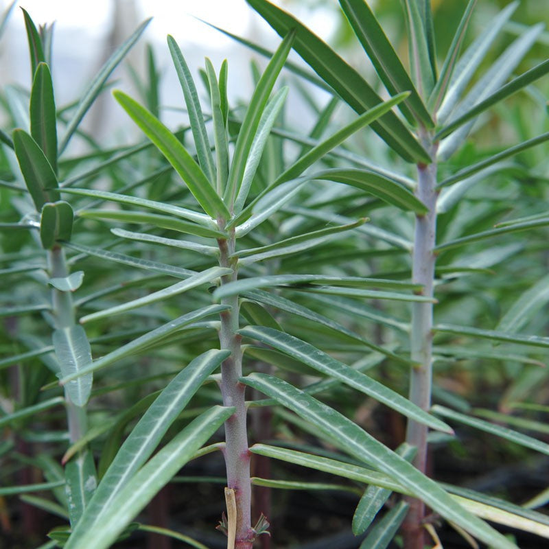 Lathyris flower seeds