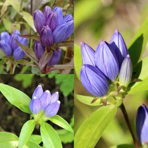 Gentian flower seeds