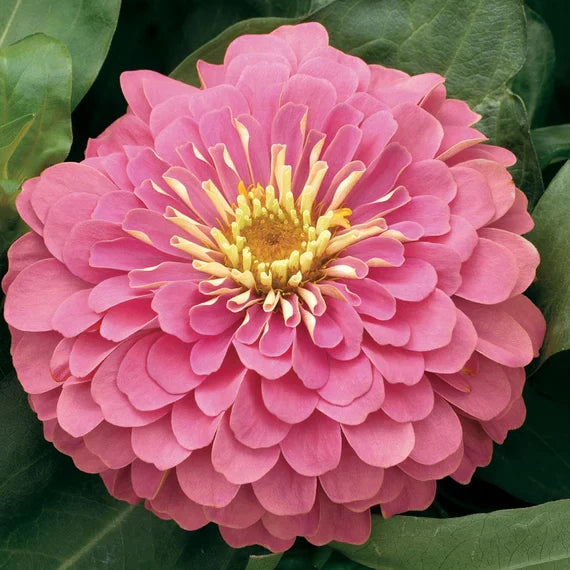 Pastel Zinnia flower seeds