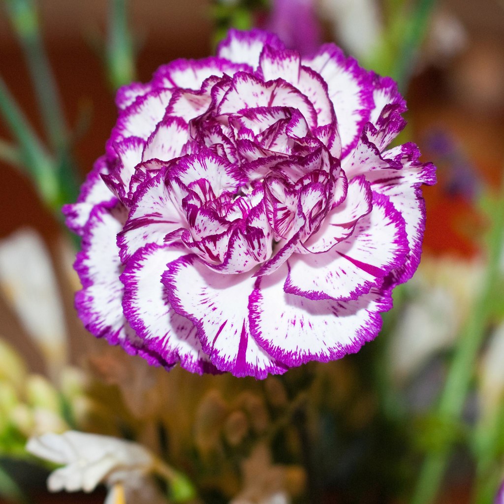 Violet And flower seeds