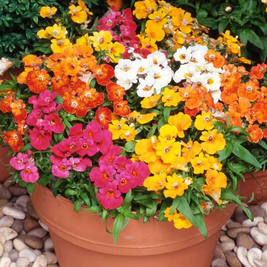 Nemesia flower seeds