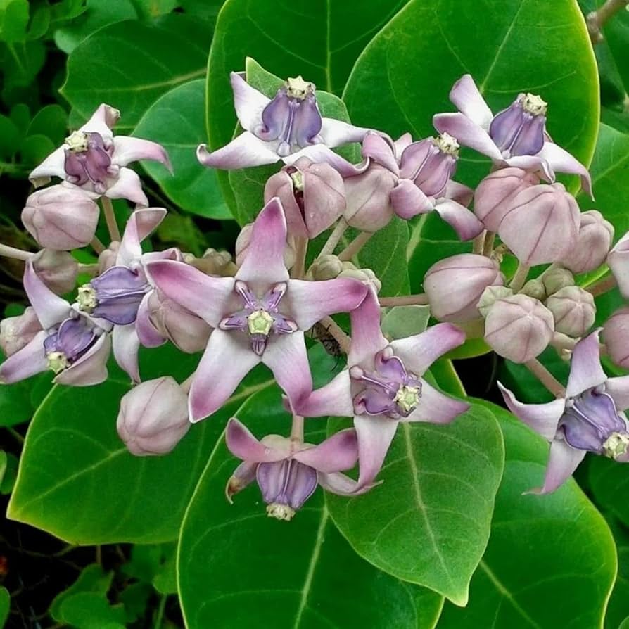 Calotropis Gigantea flower seeds