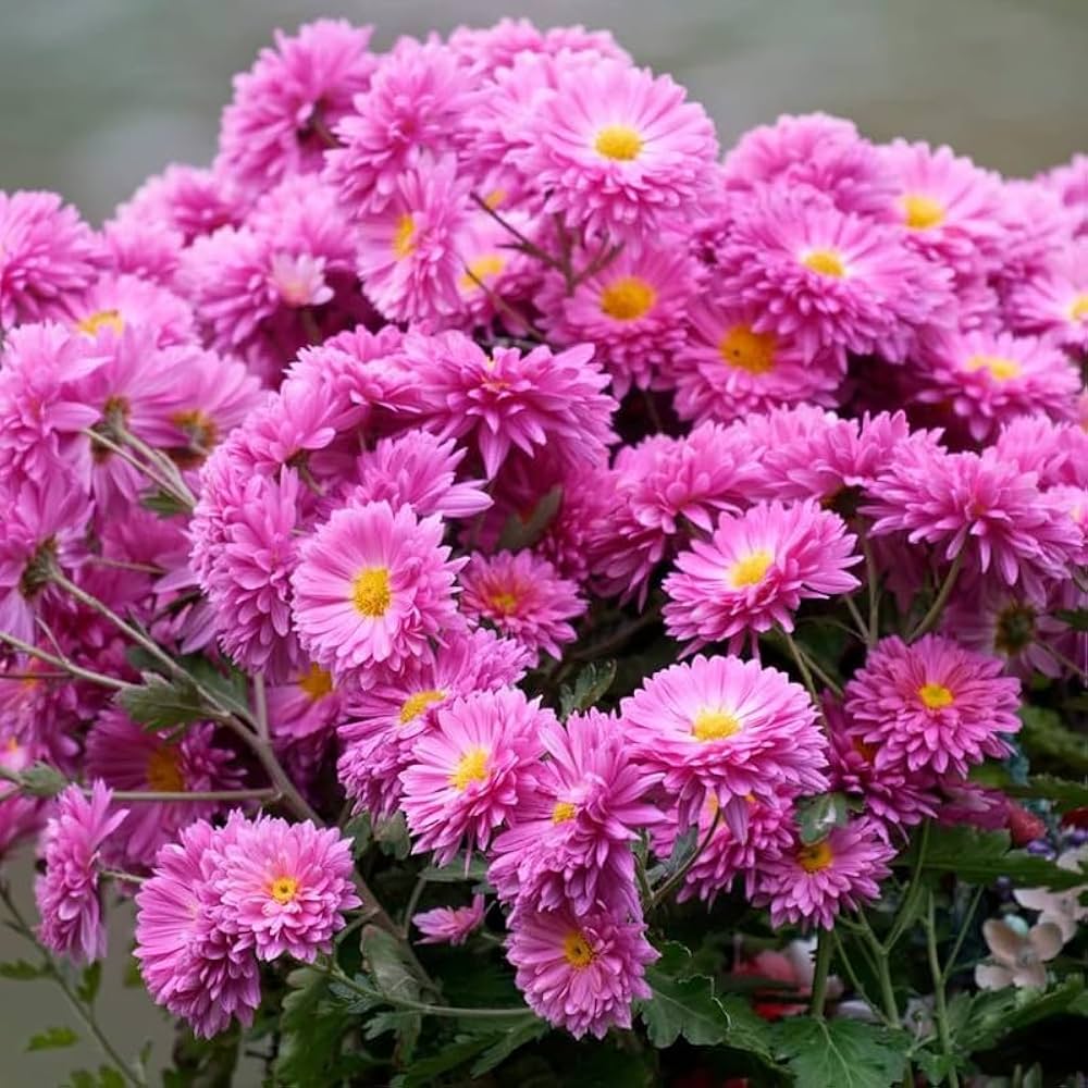 Chrysanthemum flower seeds