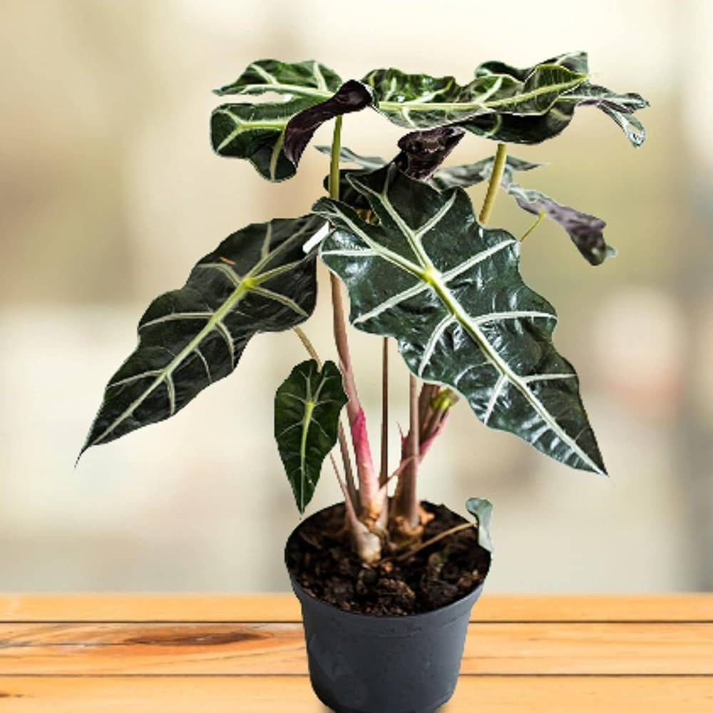 Alocasia flower seeds