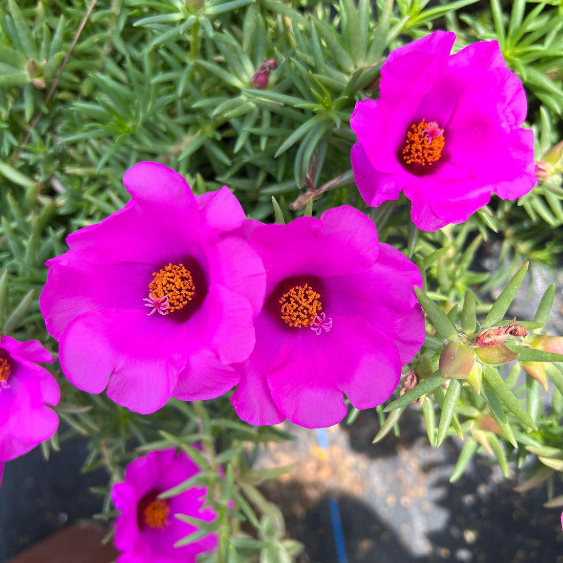 Purple Portulaca flower seeds