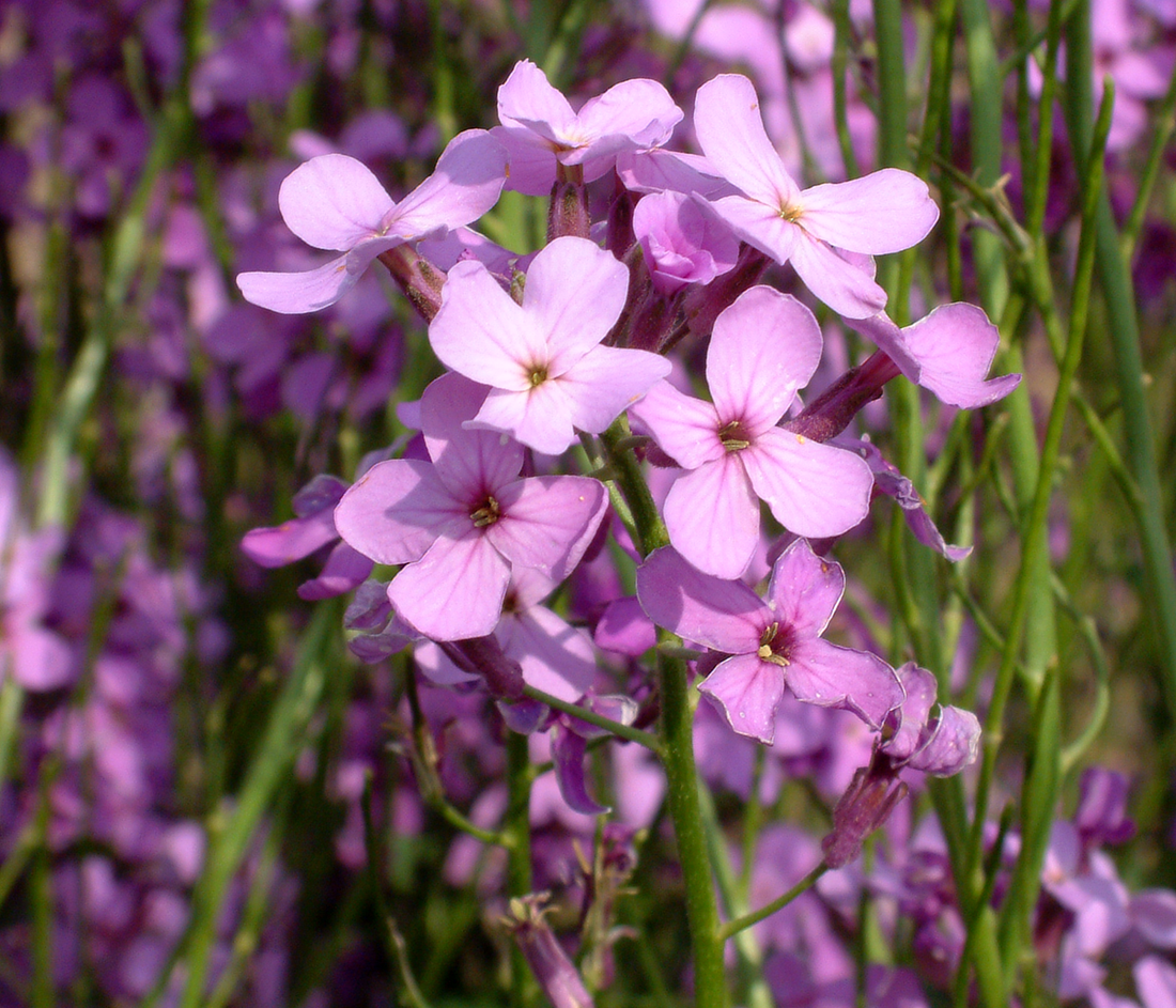 Hesperis Matronalis flower seeds