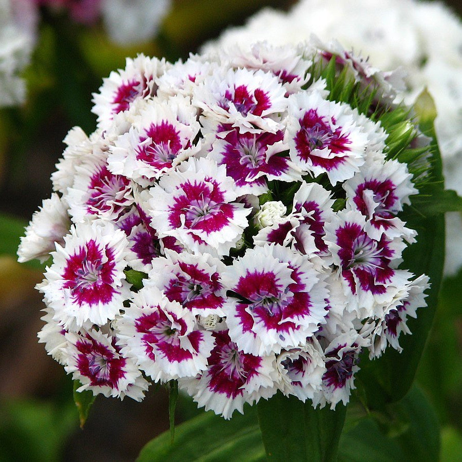 White And flower seeds