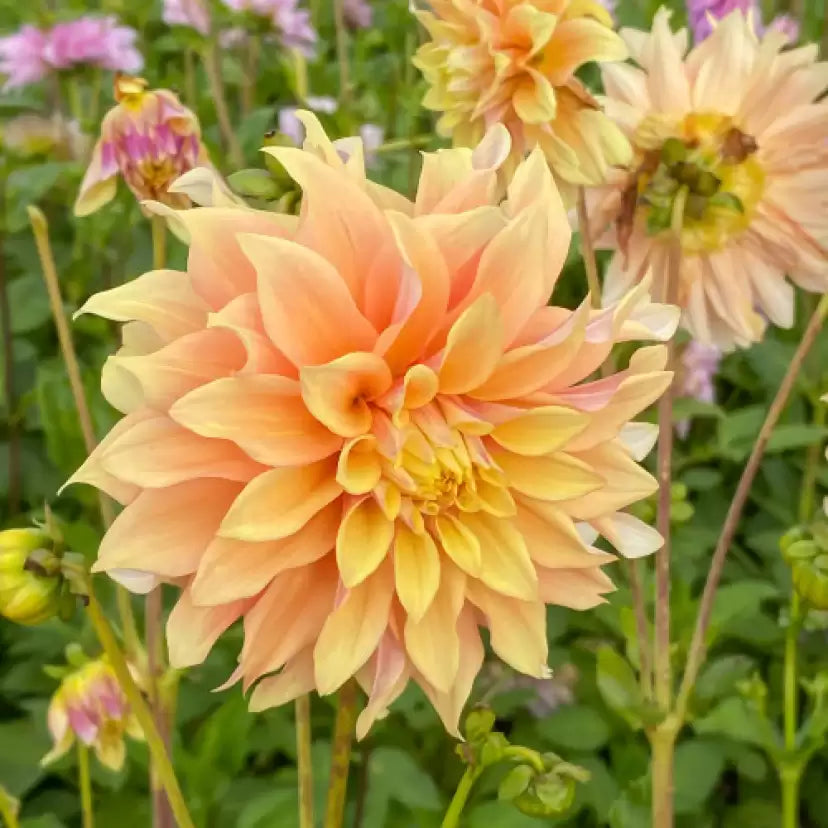 Dahlia Pachyderm flower seeds