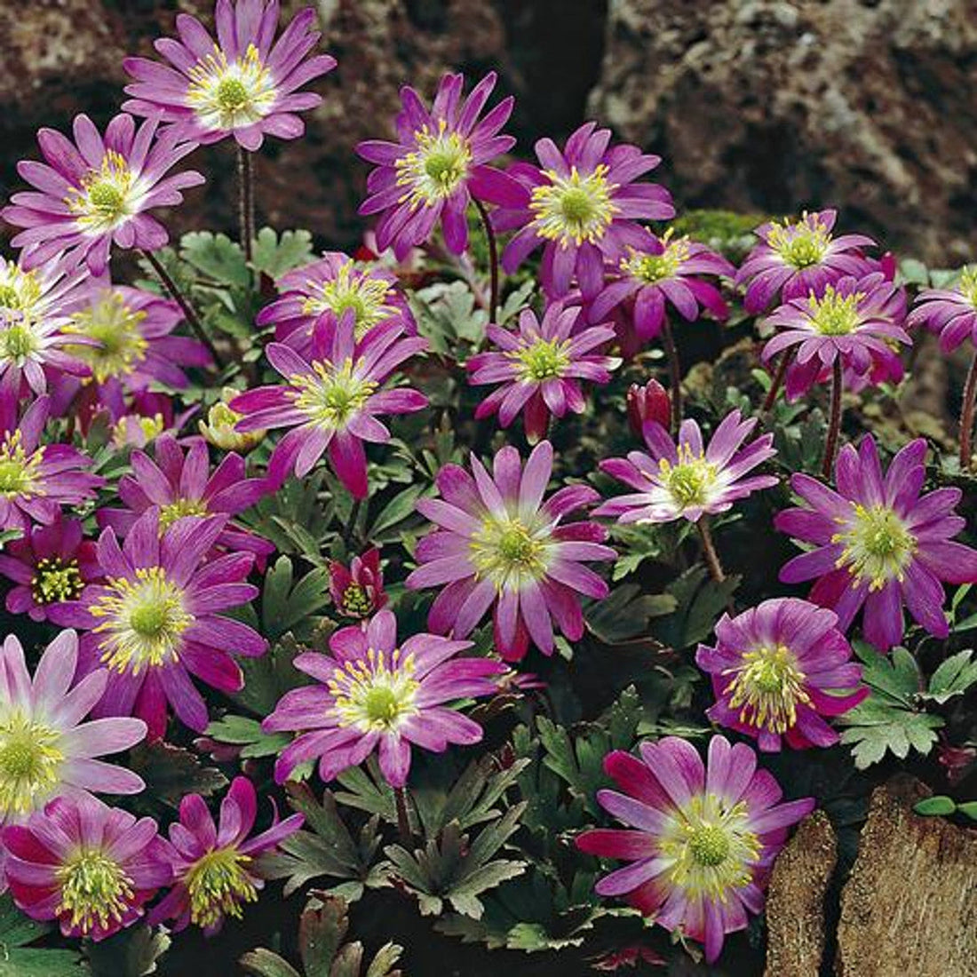 Pink Blanda flower seeds