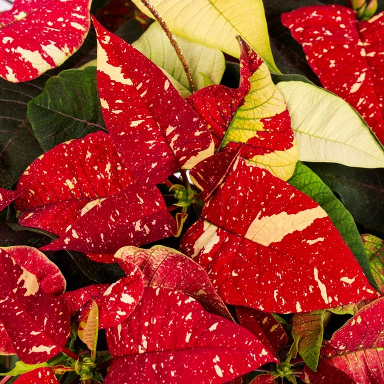 Red And flower seeds