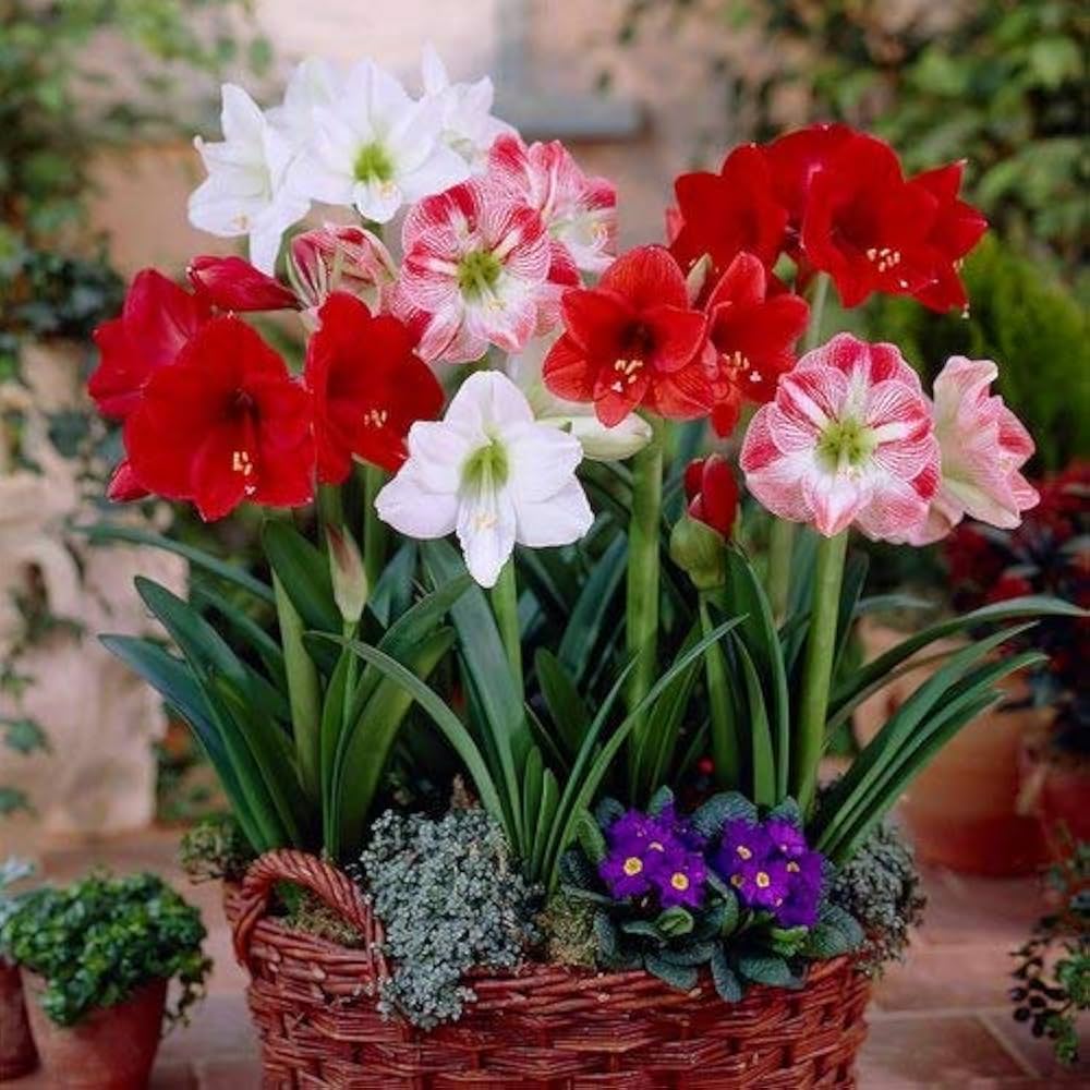 Amaryllis flower seeds