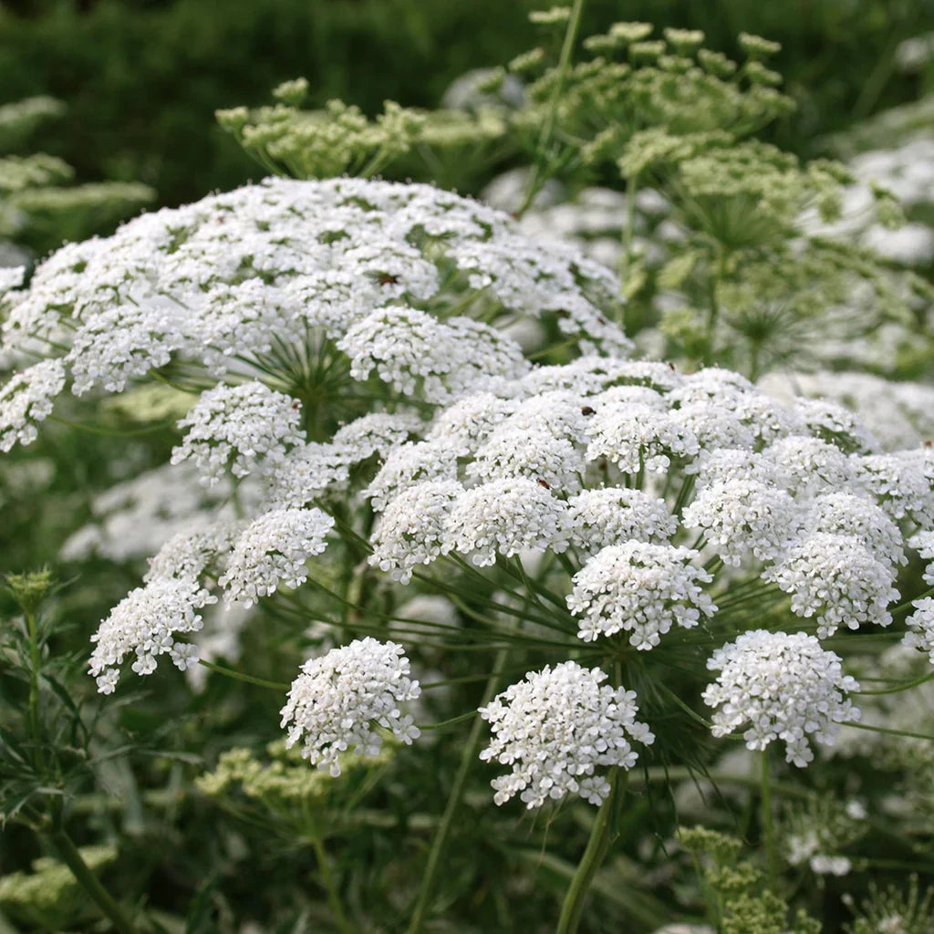 White Bishops flower seeds