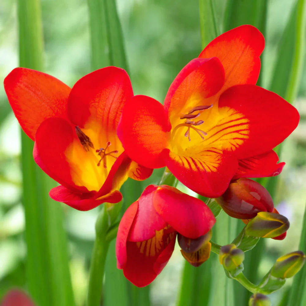 Red Freesias flower seeds
