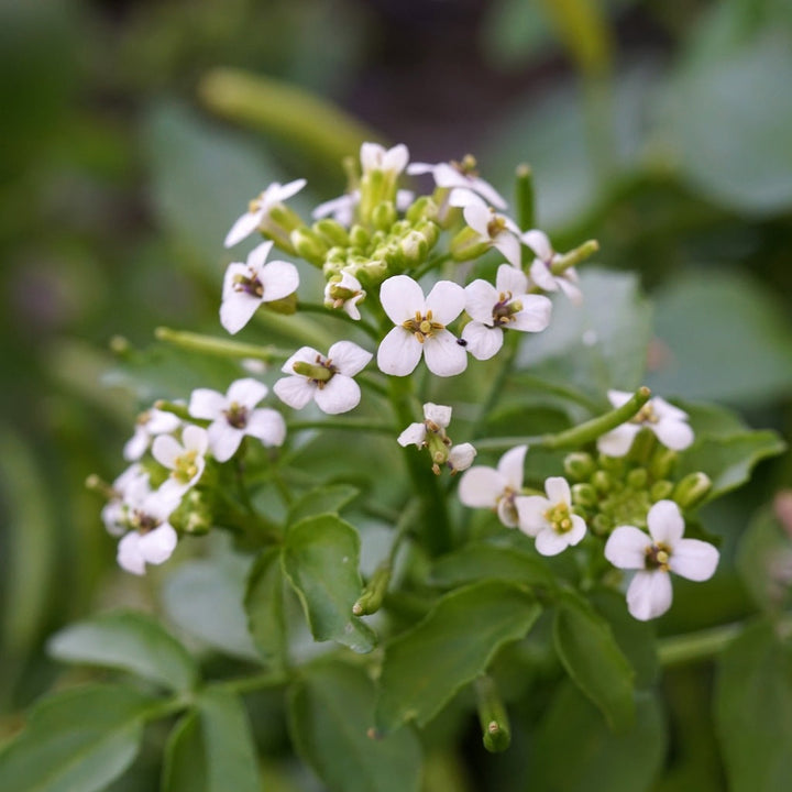 Nasturtium Officinale flower seeds