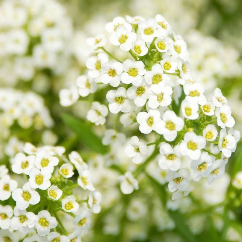 White Snow flower seeds