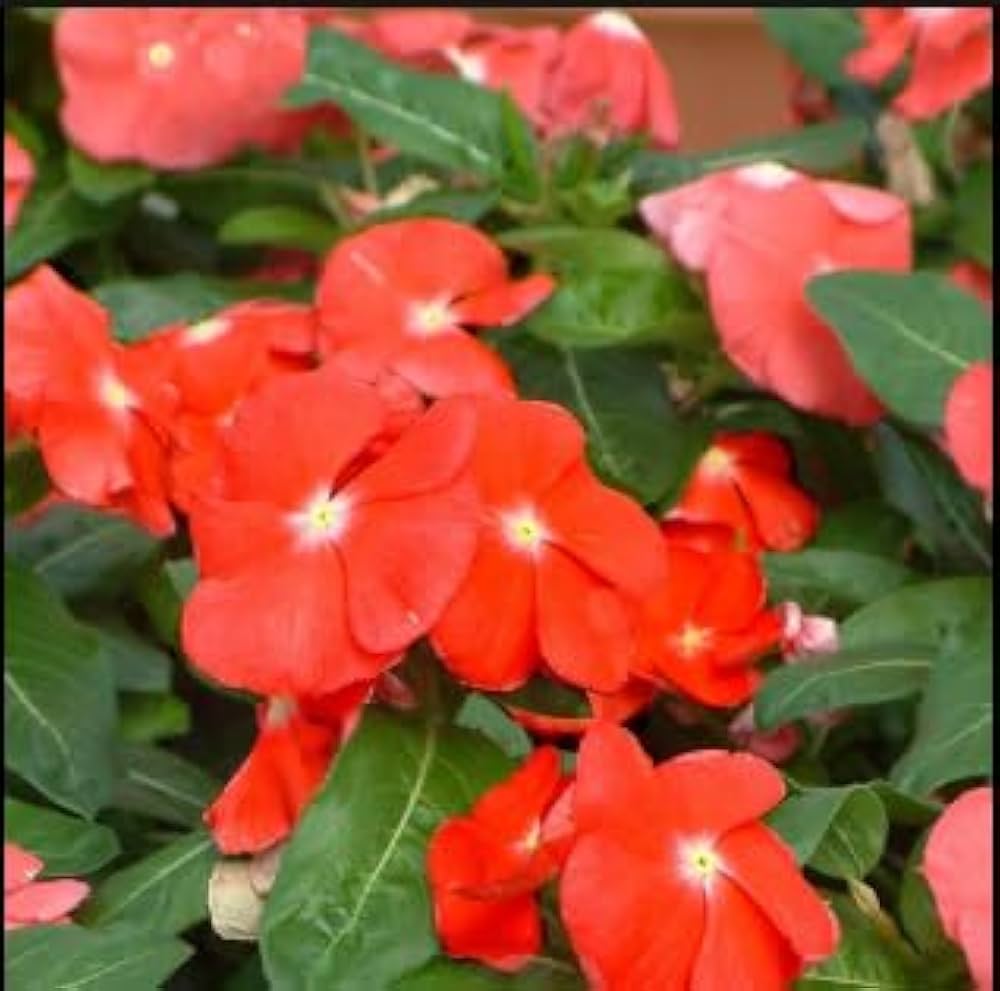 Orange Periwinkle flower seeds