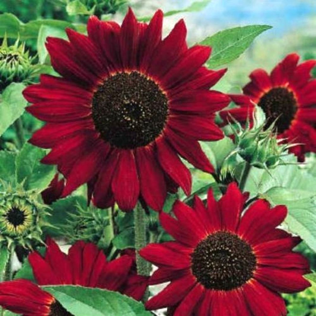 Red Helianthus flower seeds